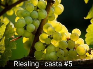 Série Castas – #5 Riesling