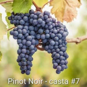 Série Castas – #7 Pinot Noir
